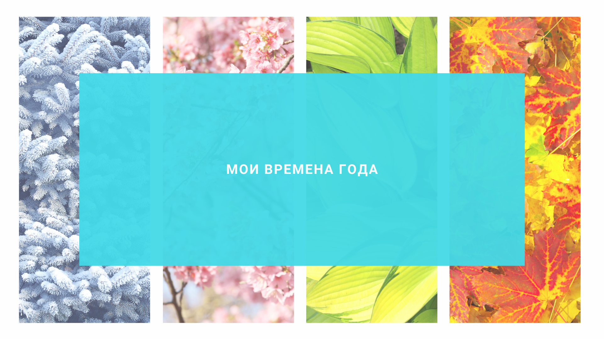 Мои времена года