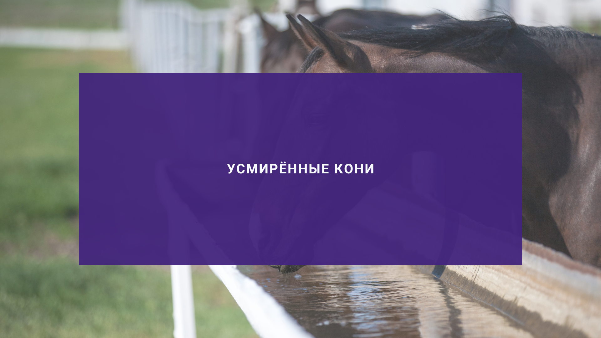 Усмирённые кони